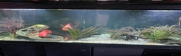 Cichlids fish for sale: Parrot fish x 2 1x random fish - Advert 5