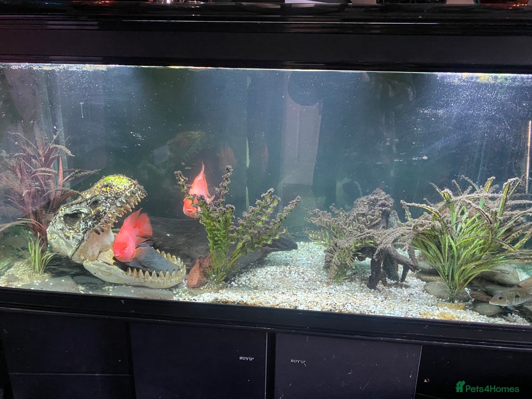 Cichlids fish for sale: Parrot fish x 2 1x random fish - Image 5