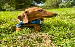 Miniature Dachshund dogs for sale: BEAUTIFUL KC REG & PRA CLEAR MINIS - 0% inbreeding - Image 5