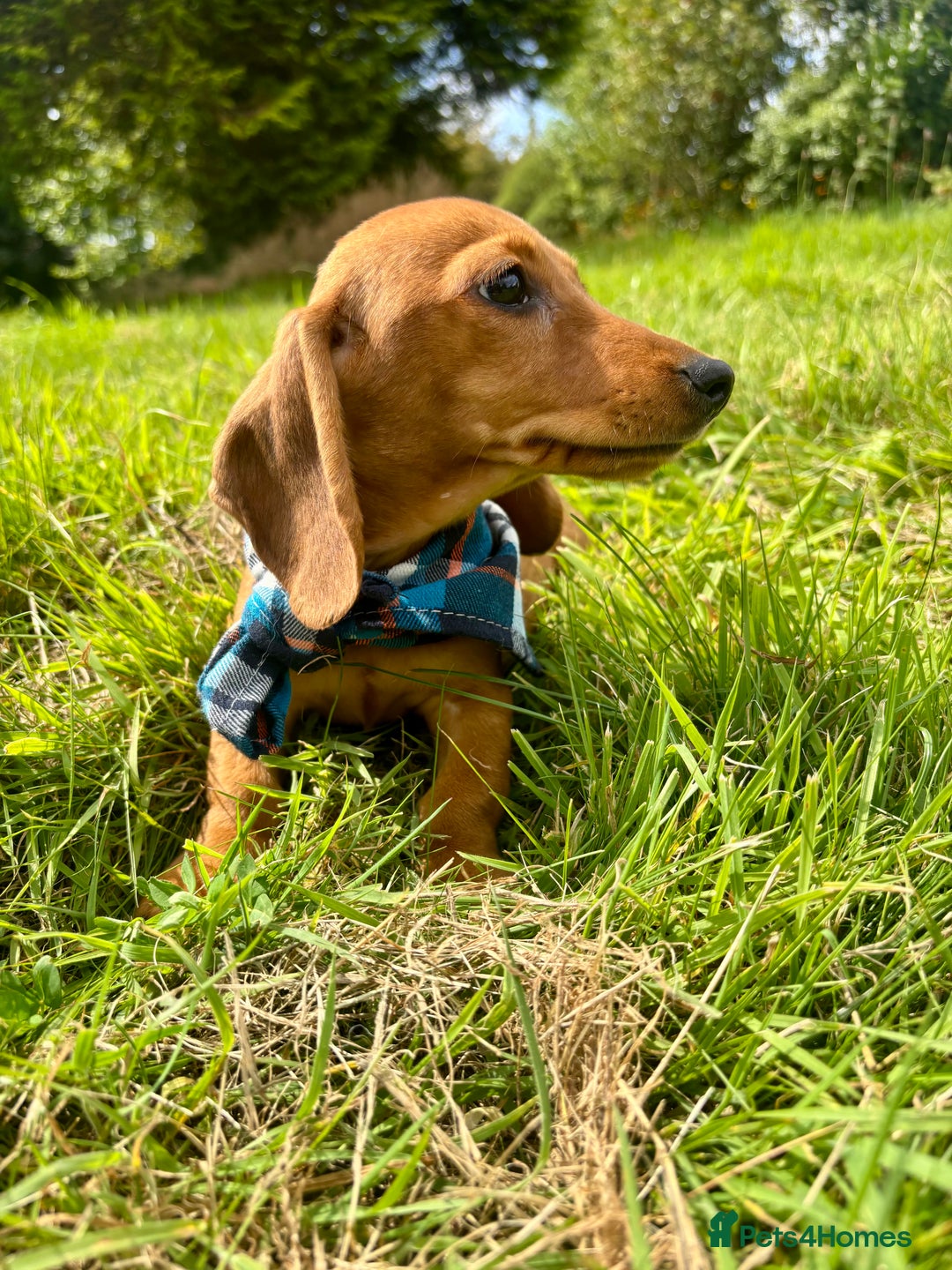 Miniature Dachshund dogs for sale: BEAUTIFUL KC REG & PRA CLEAR MINIS - 0% inbreeding - Image 5