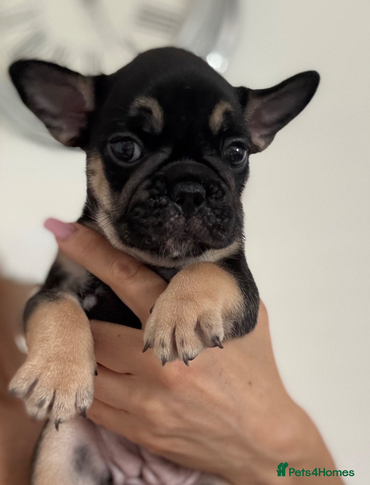 French Bulldog dogs Outstanding French Bulldog puppies  - Advert 1