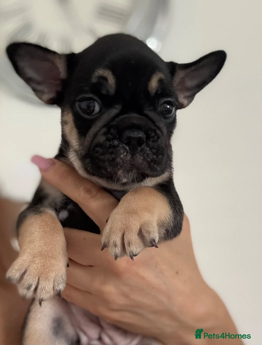 French Bulldog dogs for sale: Outstanding French Bulldog puppies  - Advert 1