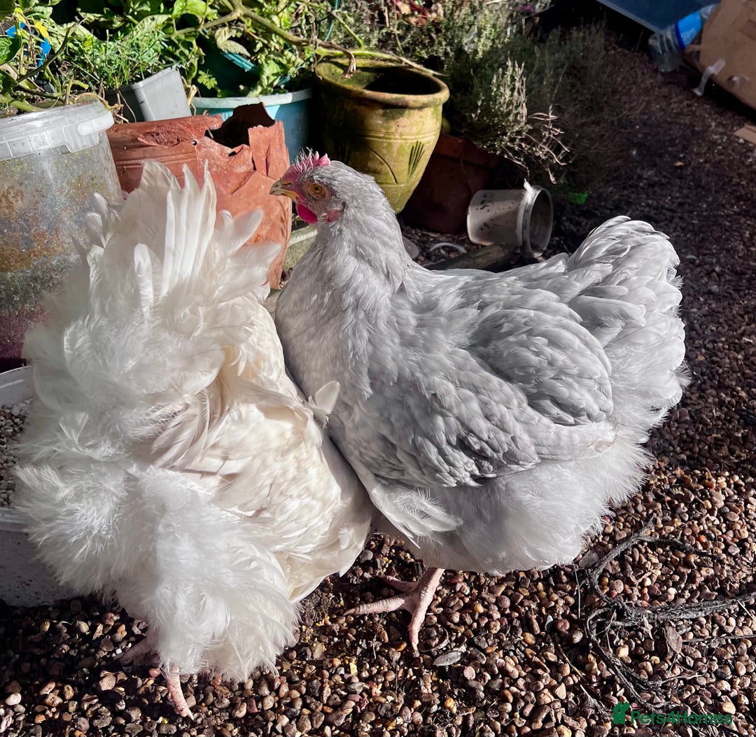 Chickens poultry for sale: Orphington lavender cuckoo  - Image 2