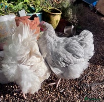 Chickens poultry - Advert 4