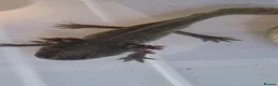 Axolotl reptiles for sale: Axolotl (Wild, Male) - Advert 3