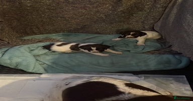 English Springer Spaniel dogs - Advert 9