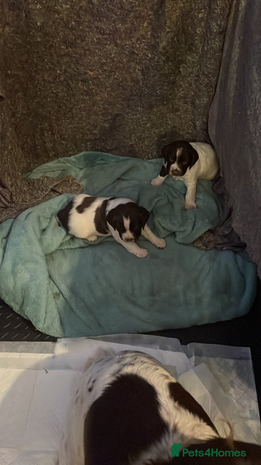 English Springer Spaniel dogs for sale: English springer spaniel kc registered  - Image 3