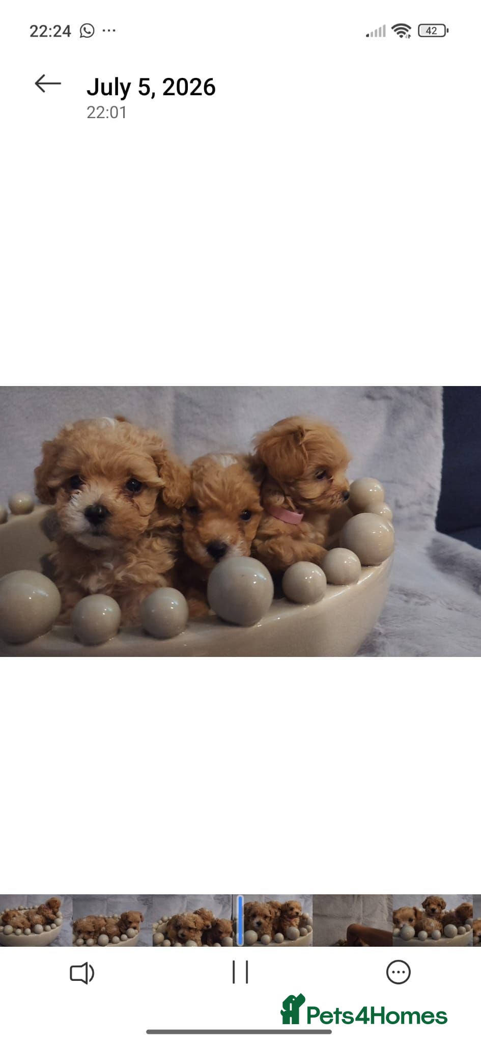 Maltipoo dogs Beautiful Very Tiny F1B maltipoos - Advert 1