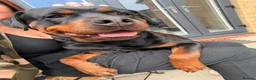 Rottweiler dogs for sale: WORLD CHAMPION CHUNKY ROTTWEILERS  - Advert 16