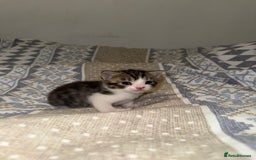 Domestic Shorthair cats for sale: Our babies looking for their forever lovely home - Image 29