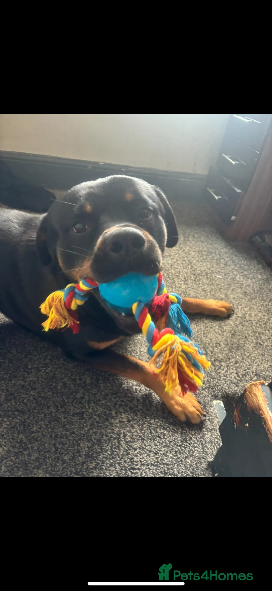 Rottweiler dogs for sale: Dave  - Advert 2