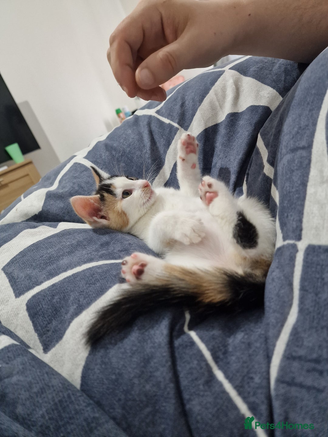 Mixed Breed cats for sale: Beautiful little girl extremely cuddly and playful - Advert 3