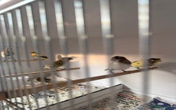 Canaries birds for sale: Spanish timbrado canaries - Image 3