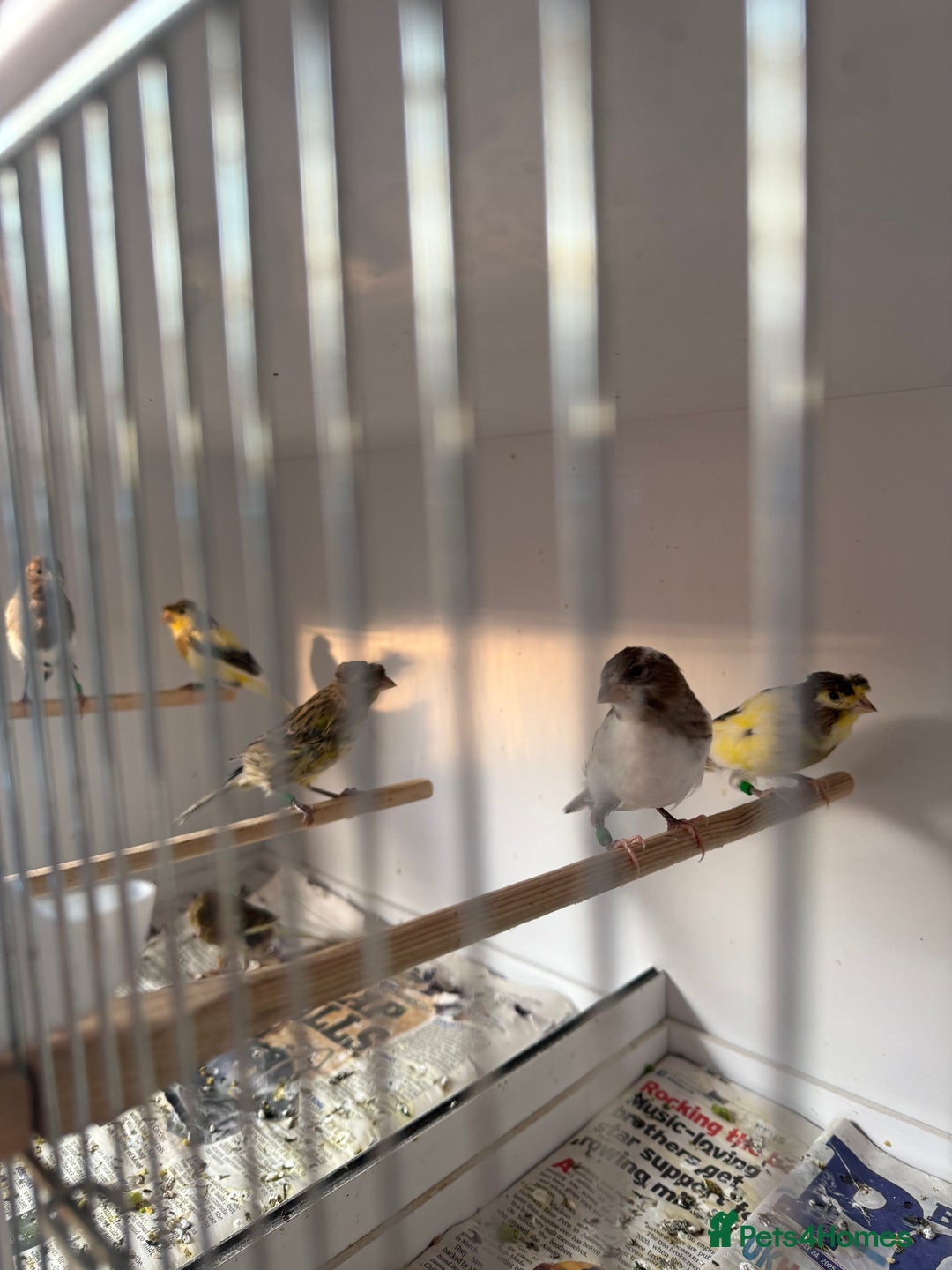 Canaries birds for sale: Spanish timbrado canaries - Image 3