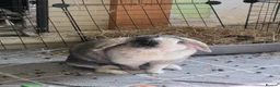 Harlequin rabbits for sale: Rabbit rehoming. in Preston - Advert 1