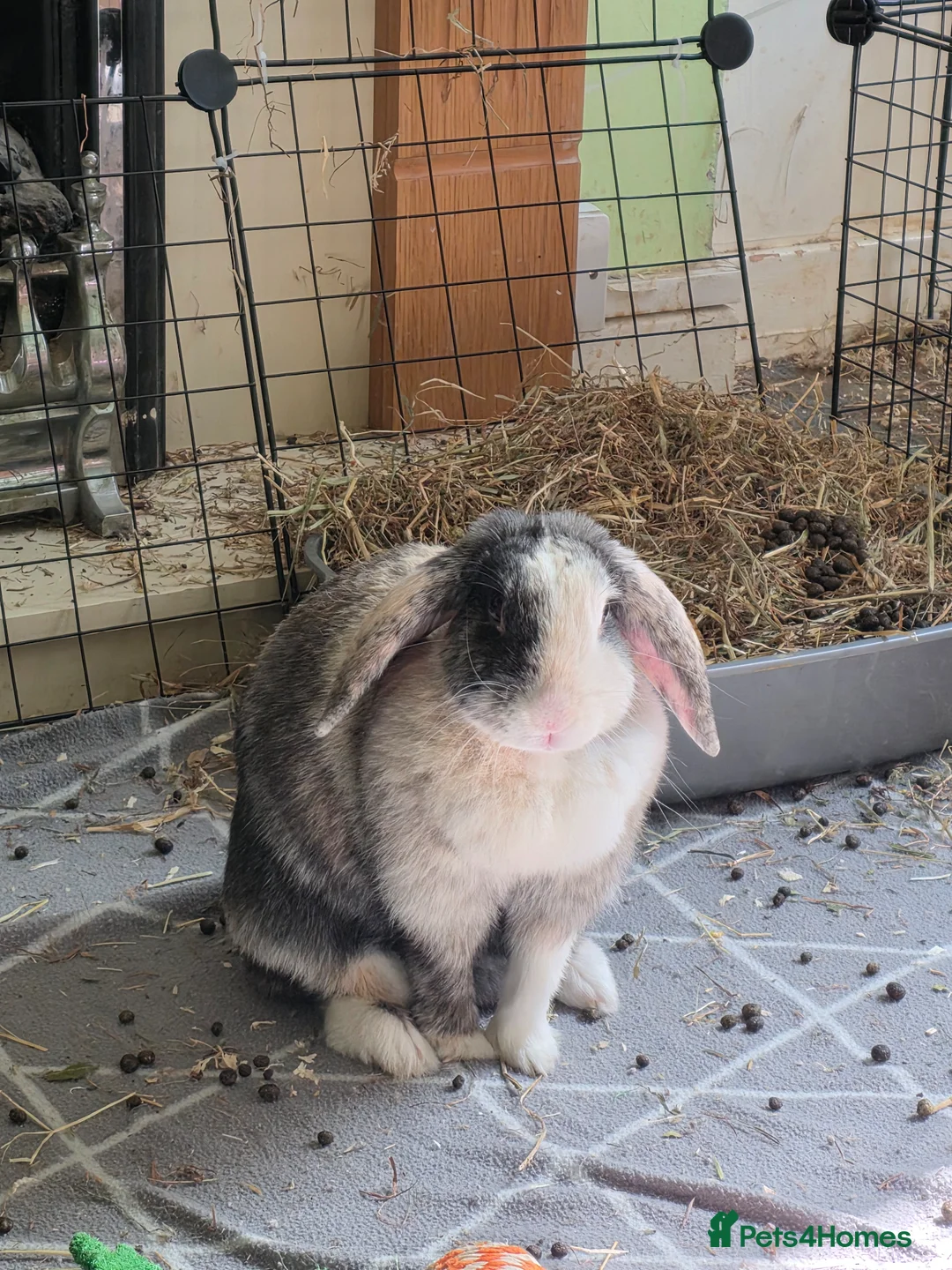 Harlequin rabbits for sale: Rabbit rehoming. in Preston - Advert 1
