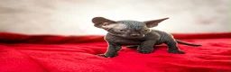Sphynx cats for sale: Canadian sphynx kittens  - Advert 24