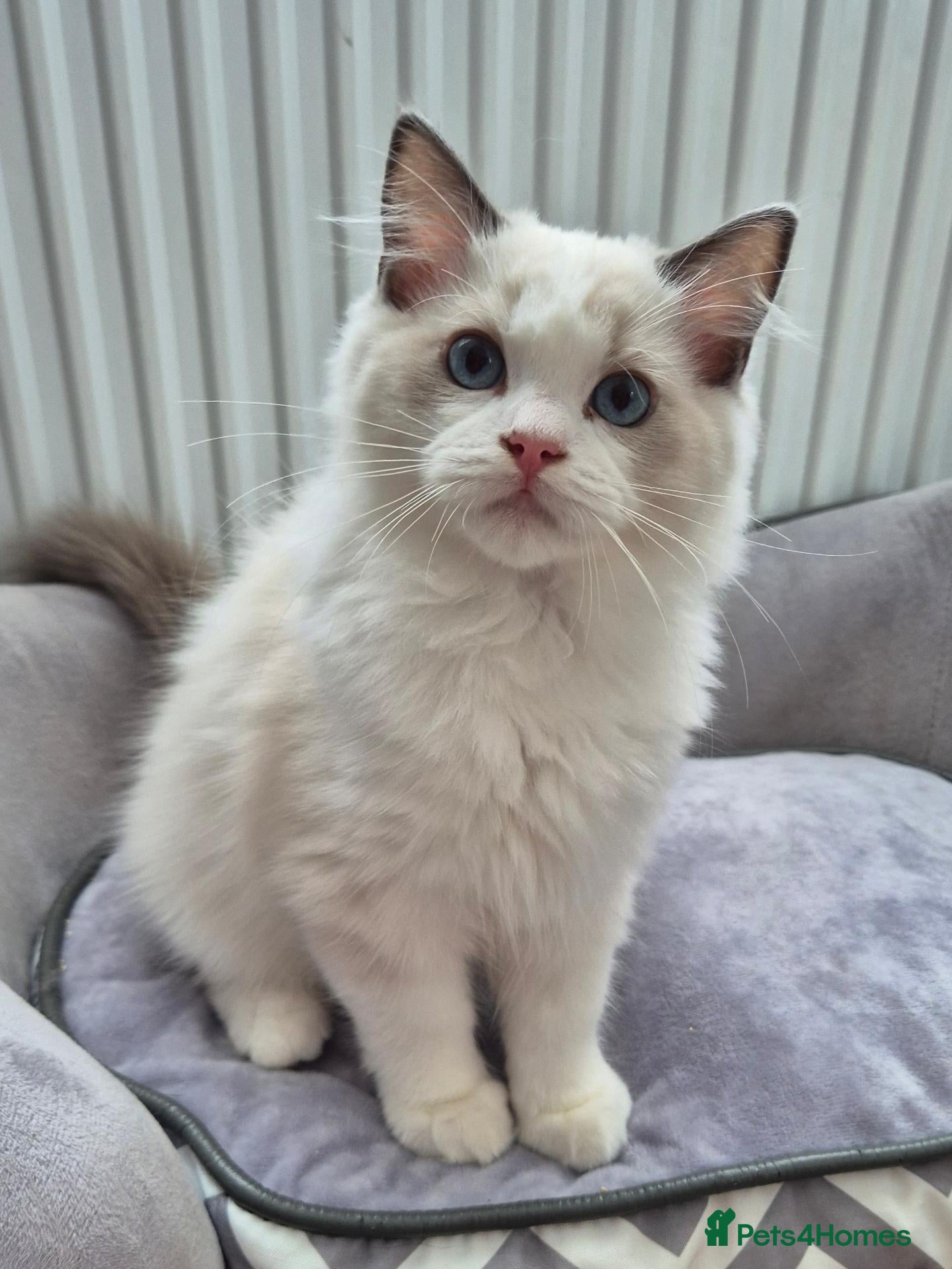Ragdoll cats Ready Boy TICA registered DNA Tested Ragdoll  - Advert 1