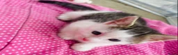 Siamese cats for sale: 5 Siamese mix babies  - Advert 4