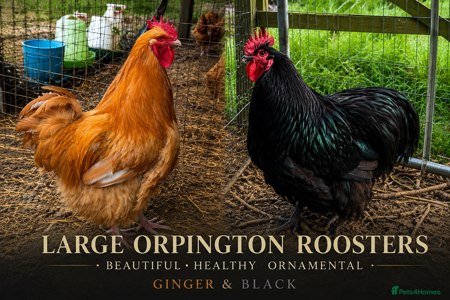 Chickens poultry Large Orpington Roosters Available - Advert 4