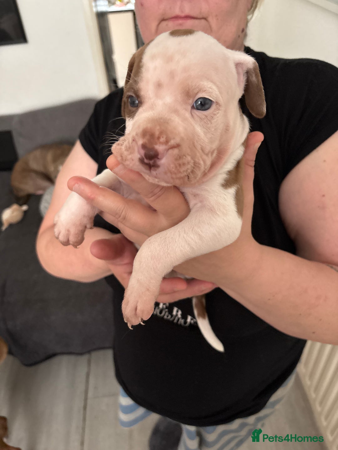 Mixed Breed dogs for sale: Staffie puppy’s  - Advert 11