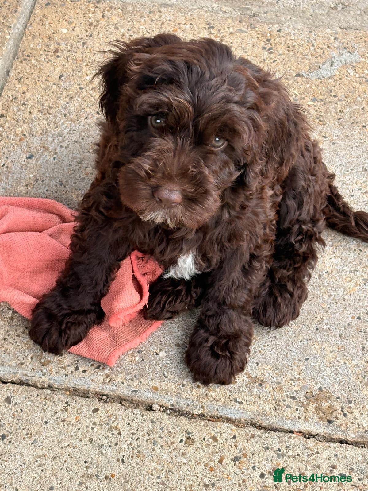 Cockapoo dogs READY NOW Beautiful Show Cockapoo F1b - Advert 2