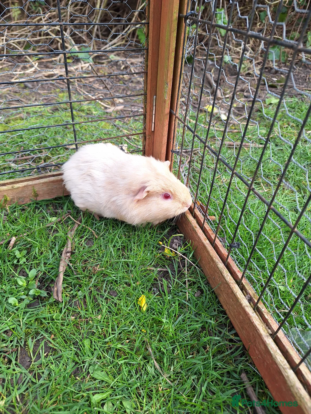 Guinea Pig rodents for sale: 4 male guinea pigs for sale - Advert 1