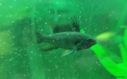 Catfish fish for sale: German Rams Various kinds - Image 1