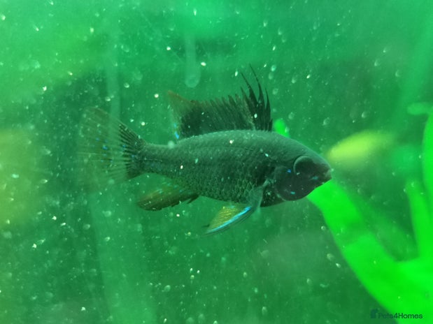 Catfish fish - Advert 1
