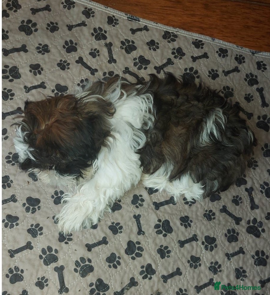 Shih Tzu dogs Beautiful  Shih Tzu puppy needs a loving home - Advert 2