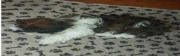 Shih Tzu dogs for sale: Beautiful  Shih Tzu puppy needs a loving home - Advert 11