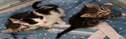 Bengal cats for sale: Three bengal mainecoon males  in Stourbridge - Advert 3