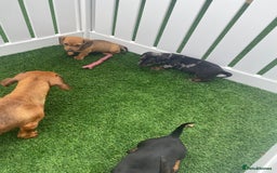 Miniature Dachshund dogs for sale: 4 adorable miniature dachshund puppies  - Image 8