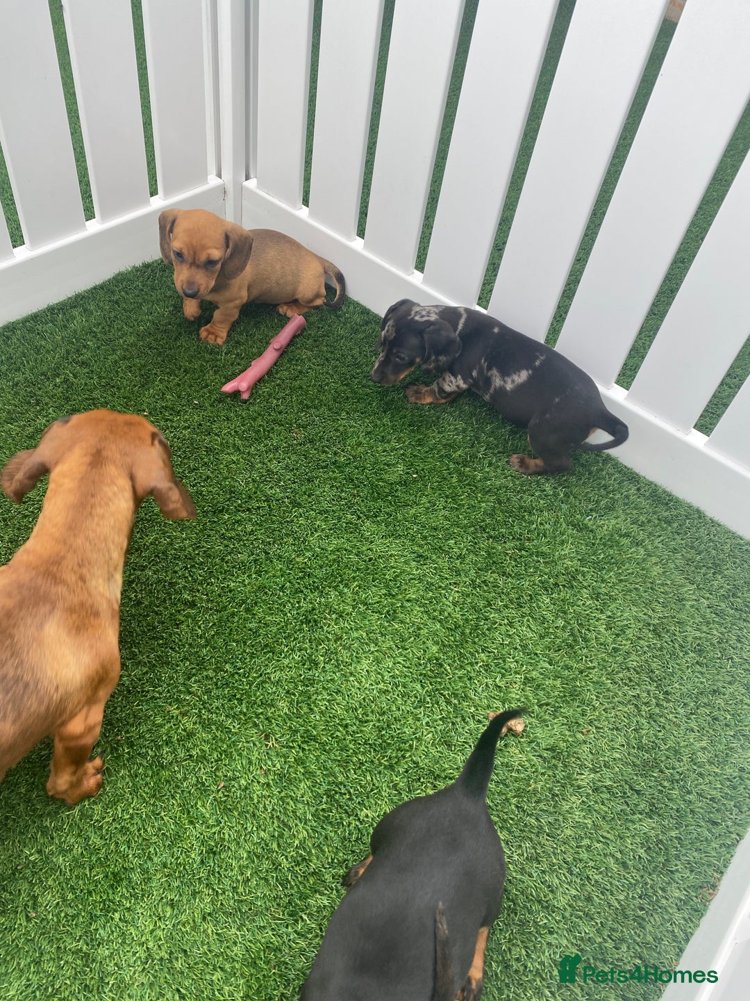 Miniature Dachshund dogs for sale: 4 adorable miniature dachshund puppies  - Image 8