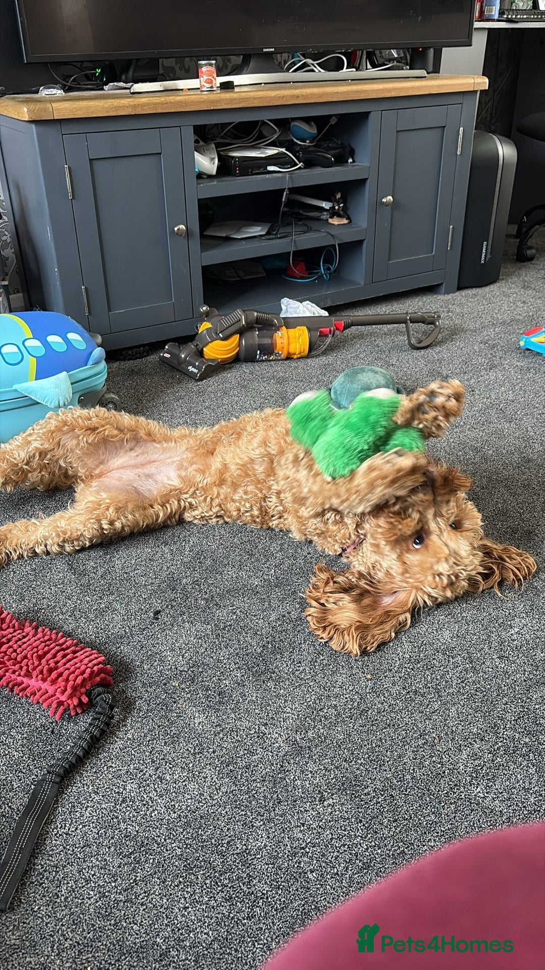 Cockapoo dogs for sale: Bonnie cockapoo  - Advert 2