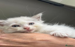 Ragdoll cats for sale: Ragdolls Kittens - Ready Now  - Image 2