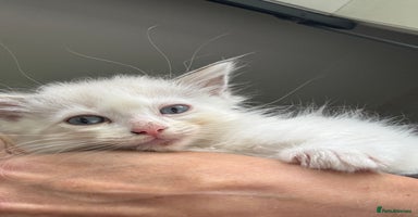 Ragdoll cats - Advert 12