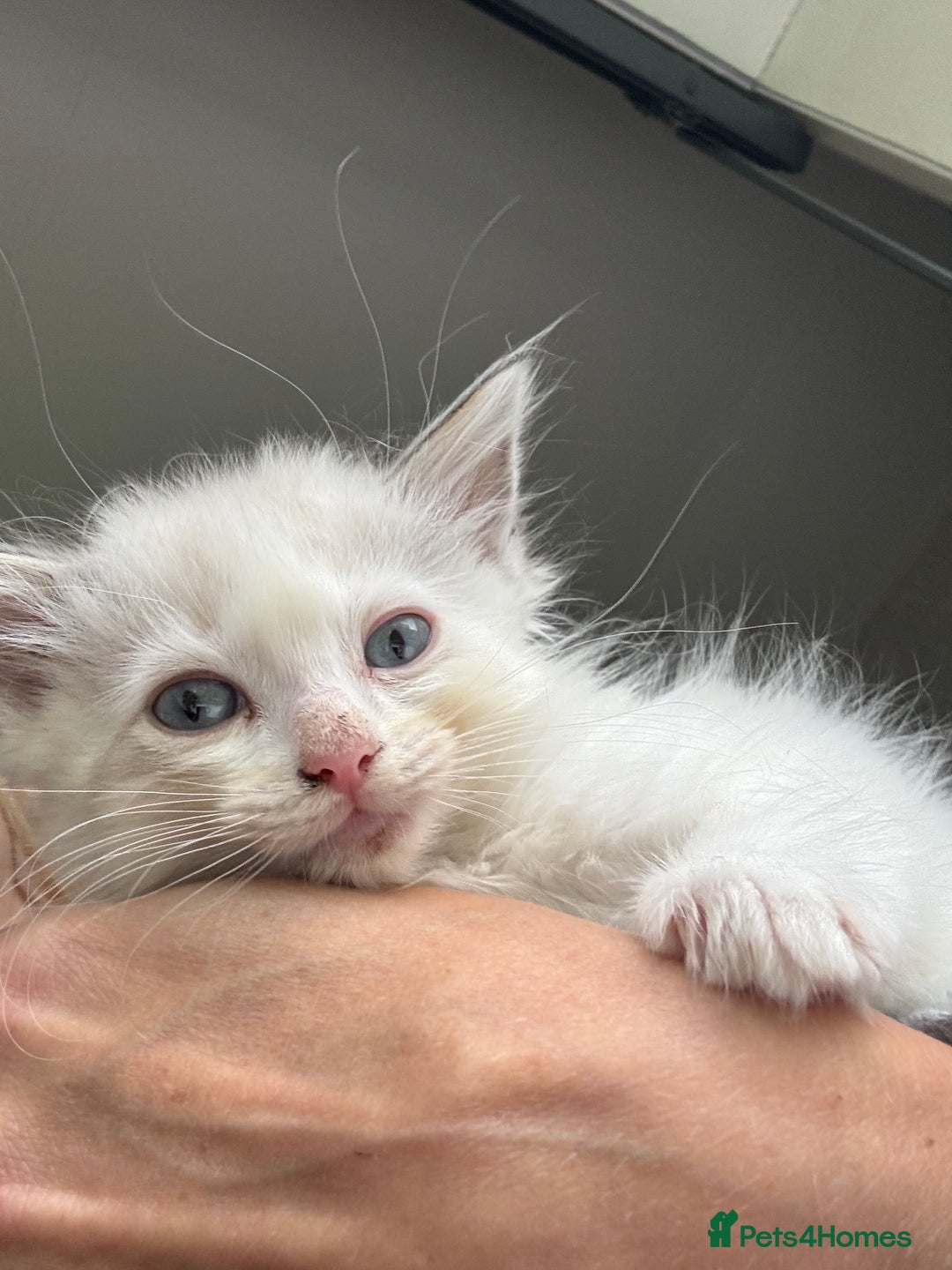 Ragdoll cats for sale: Ragdolls Kittens - Ready Now  - Image 2