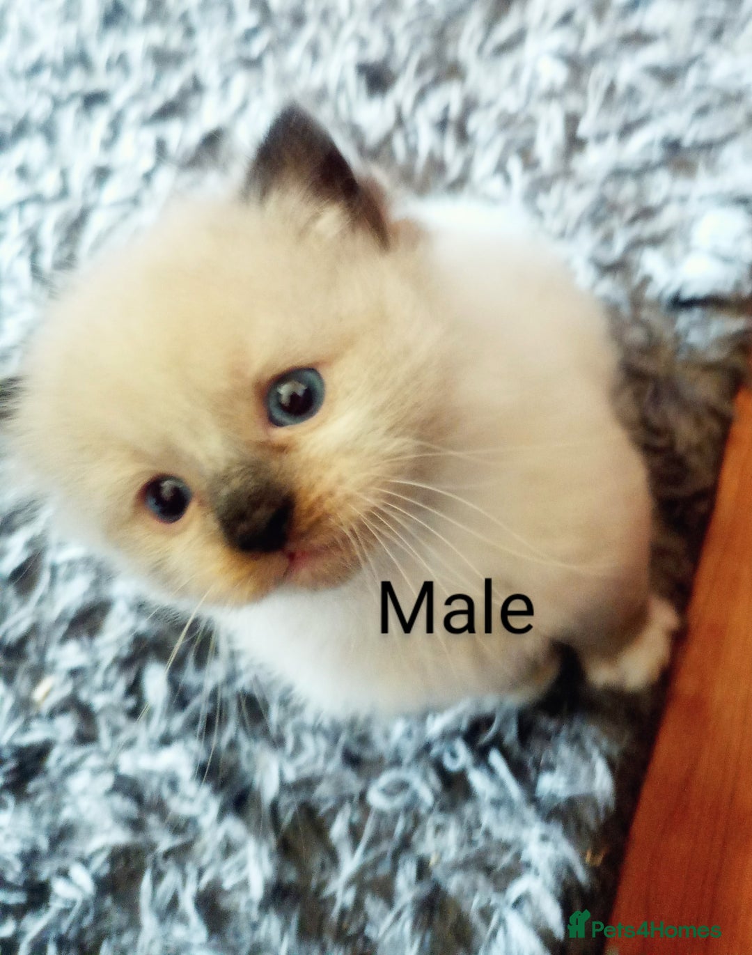 Ragdoll cats for sale: Ragdoll kittens  - Image 7