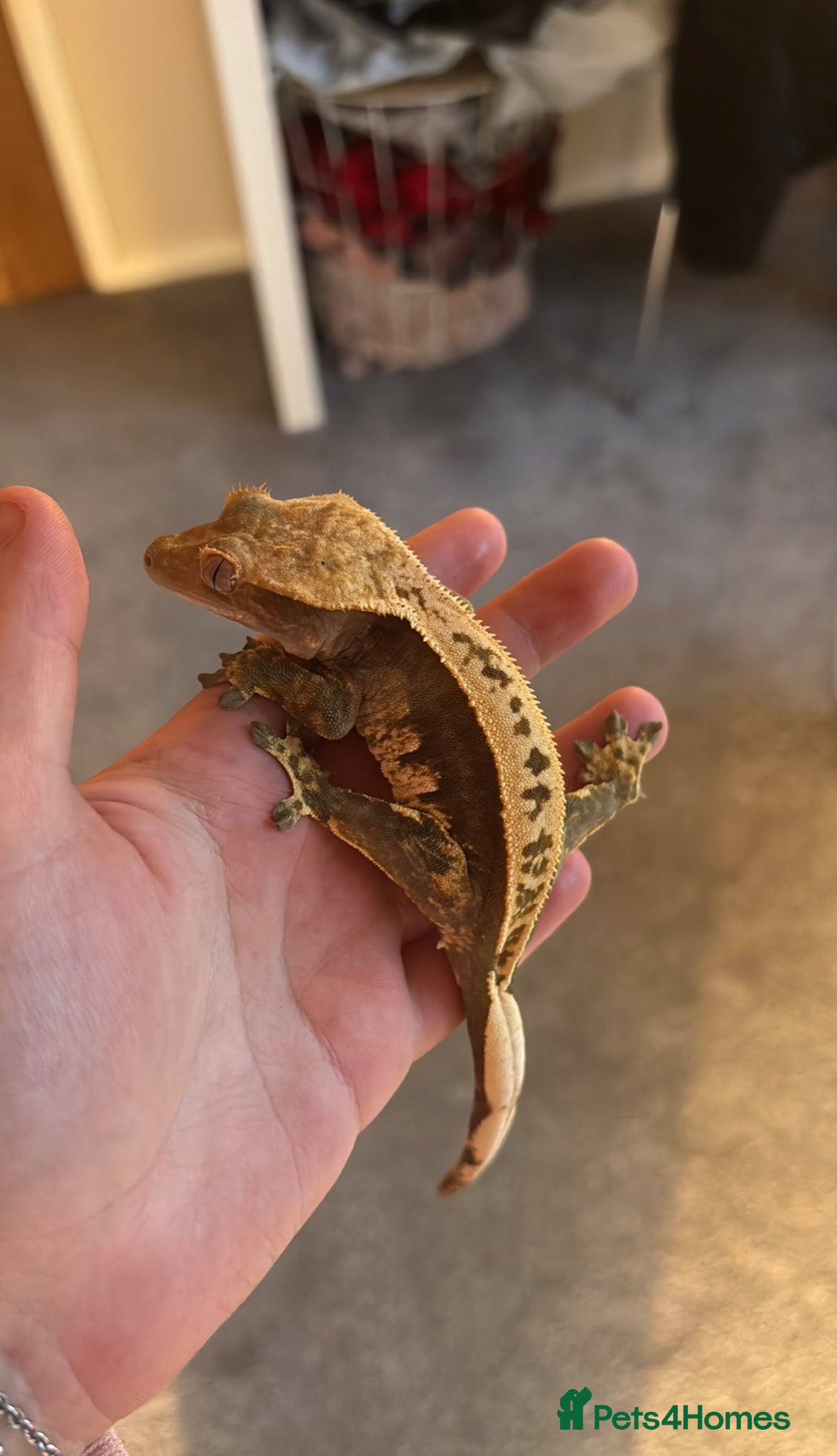 Gecko reptiles Young female lily white pinstriped crested gecko  - Advert 1