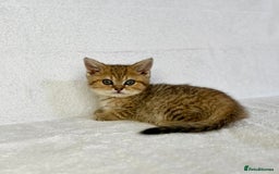British Shorthair cats for sale: 🐾 Purebred BSH kittens🐾 - Image 4