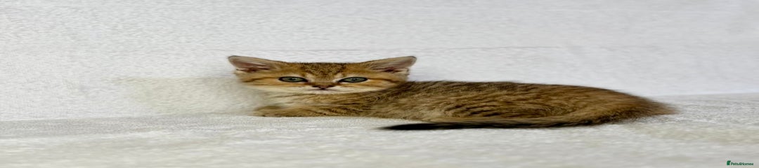 Tabby ginger (FOX)