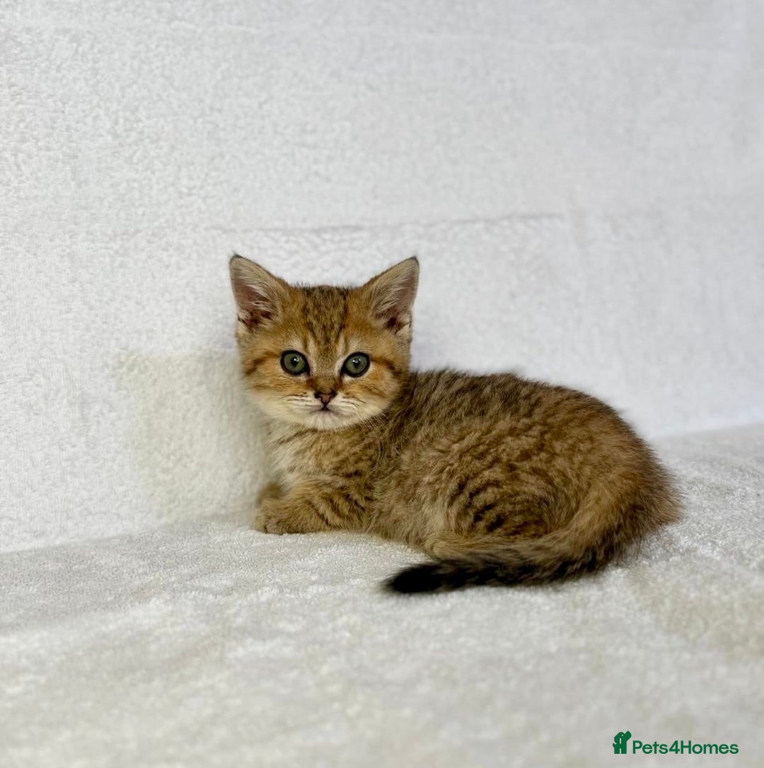 British Shorthair cats for sale: 🐾 Purebred BSH kittens🐾 - Image 4