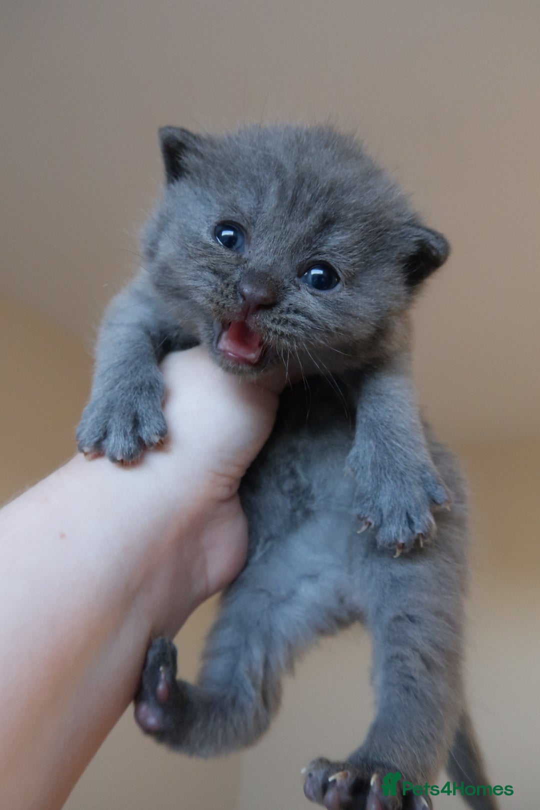 British Shorthair cats for sale: 2 left -GCCF Registered British Shorthair Kittens  - Advert 15