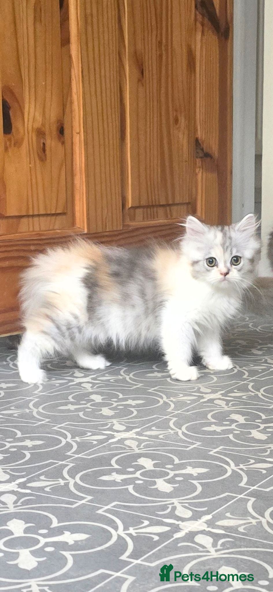 Persian cats 😸 Big persian kittens 😸  - Advert 1