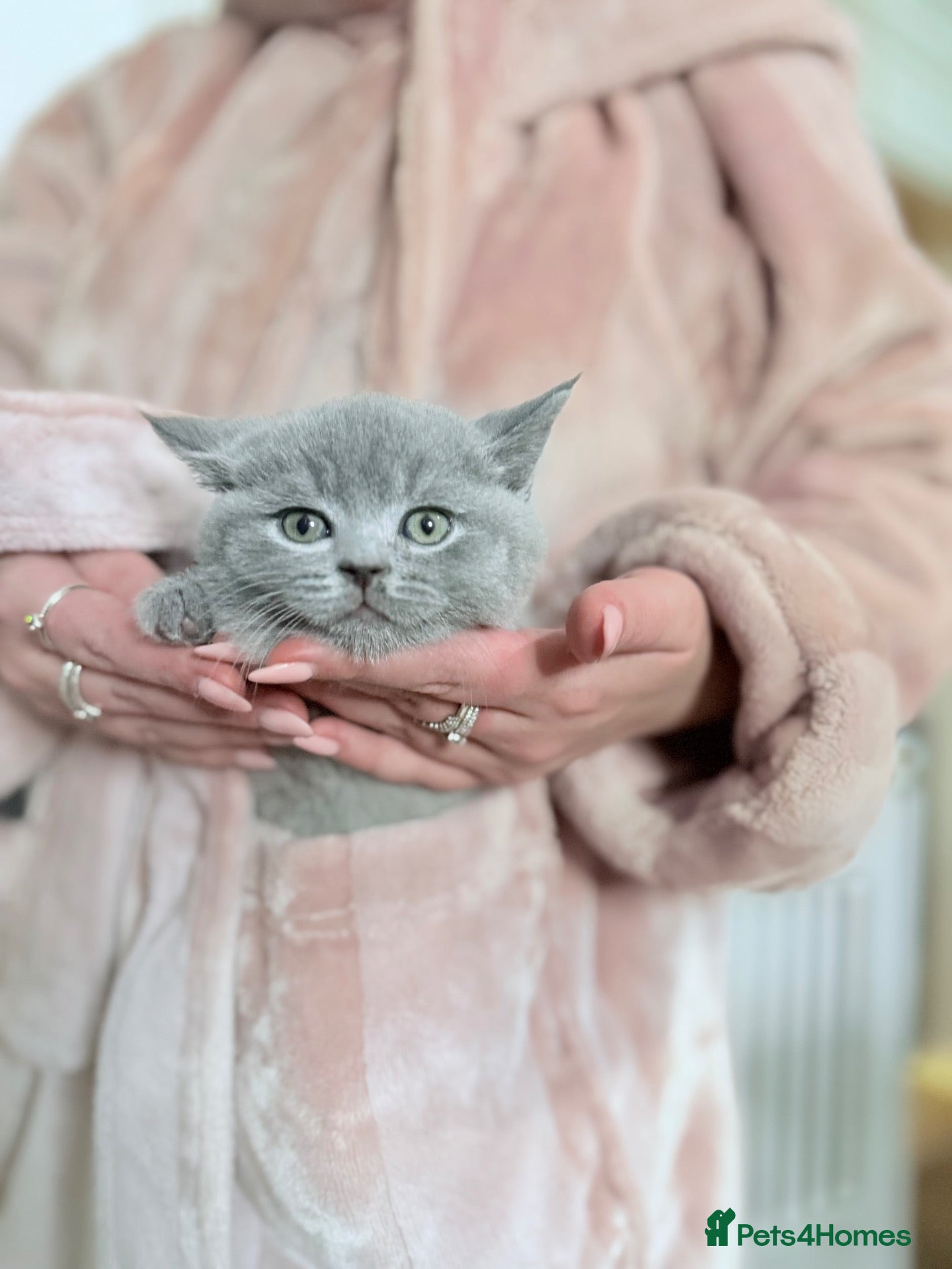 British Shorthair cats 100% PURE SILVER BLUE Pedigree Champions - Advert 1