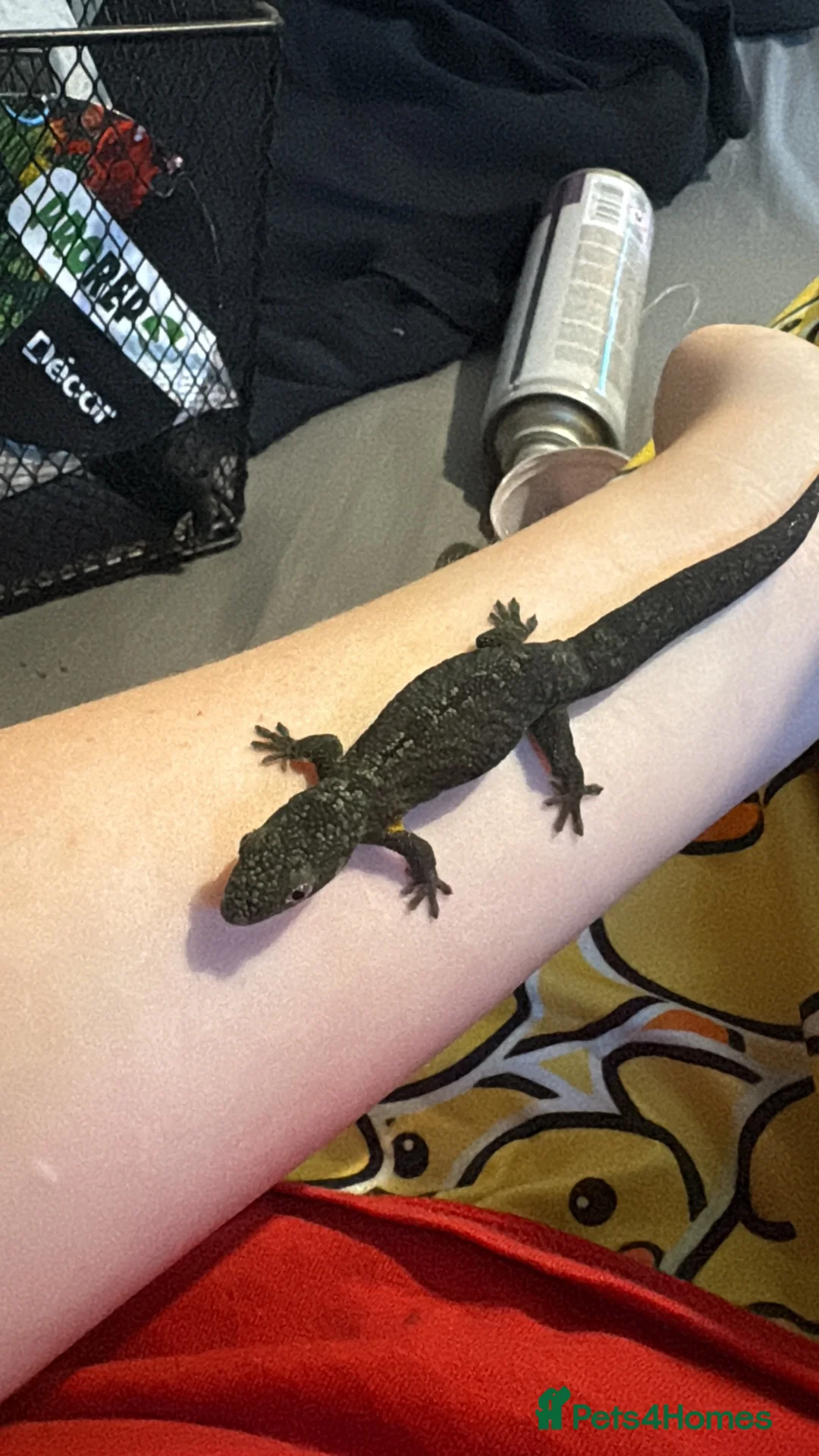 Gecko reptiles for sale: male chameleon gecko! in Walton-on-Thames - Advert 2