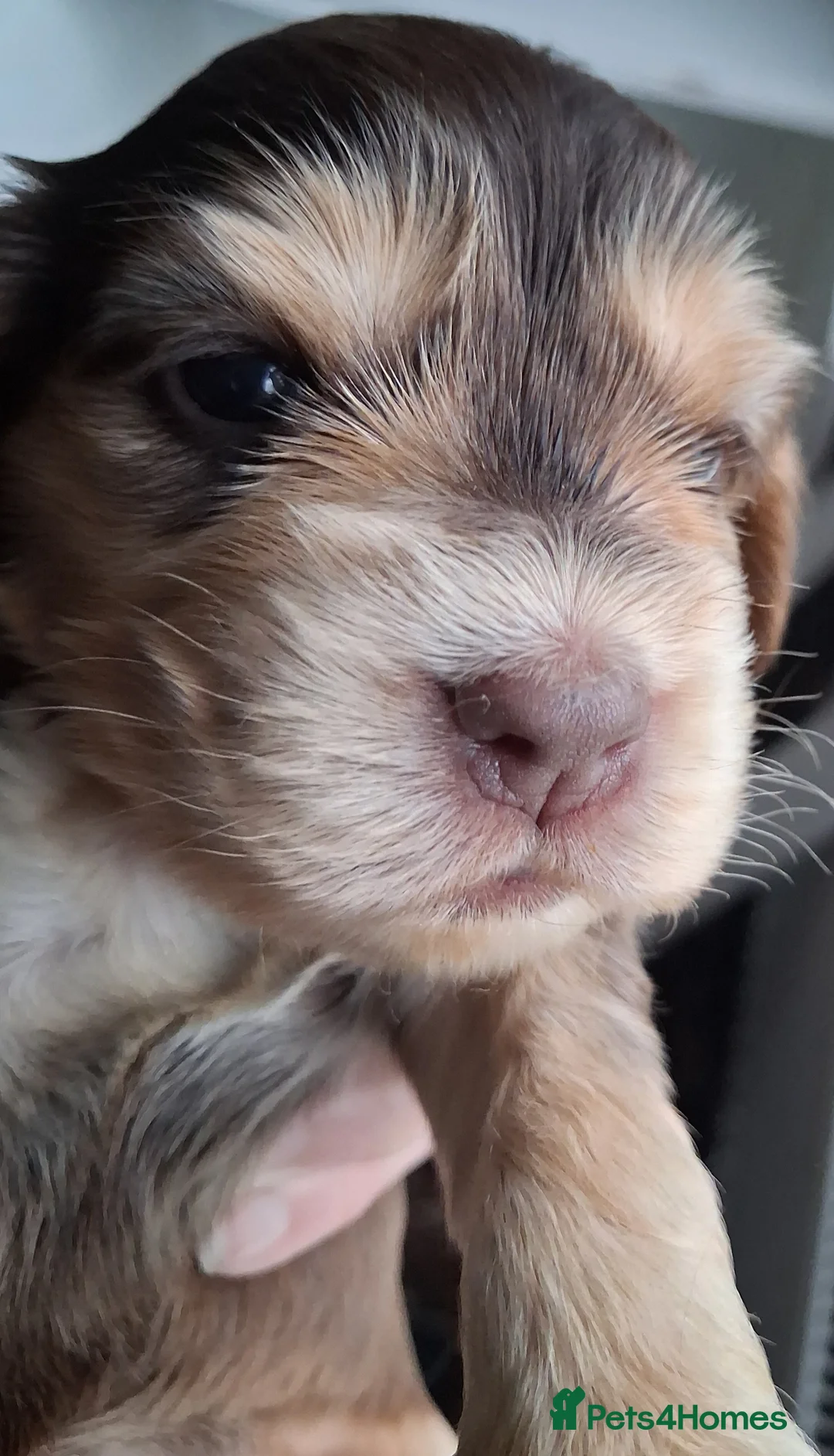 Cocker Spaniel dogs for sale: Absolutely Stunning Show Cocker Spaniels - Advert 15