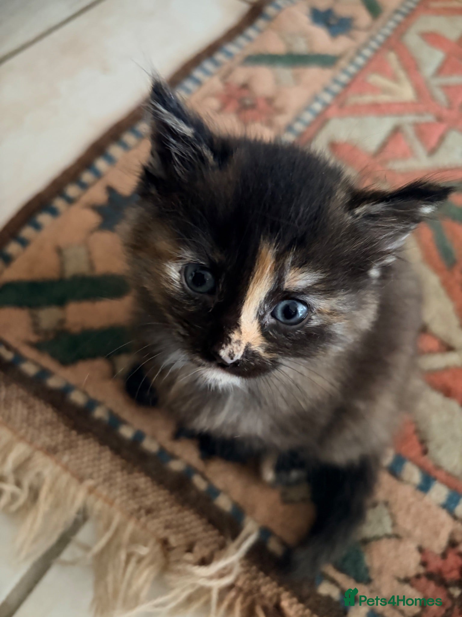 Mixed Breed cats Gorgeous fluffy kittens - Advert 10