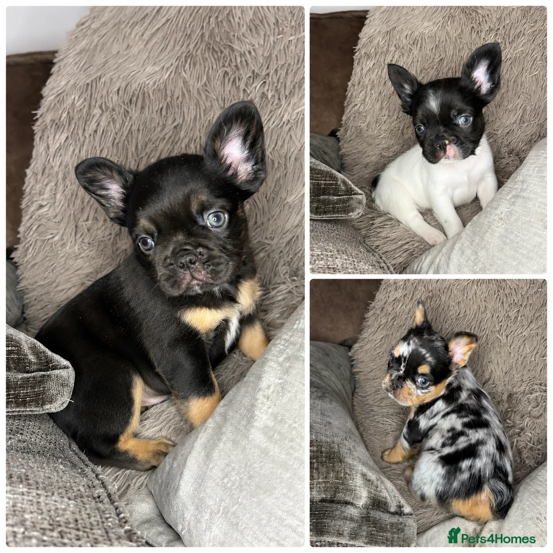 French Bulldog dogs for sale: Fluffy French Bulldog Puppies  - Advert 2